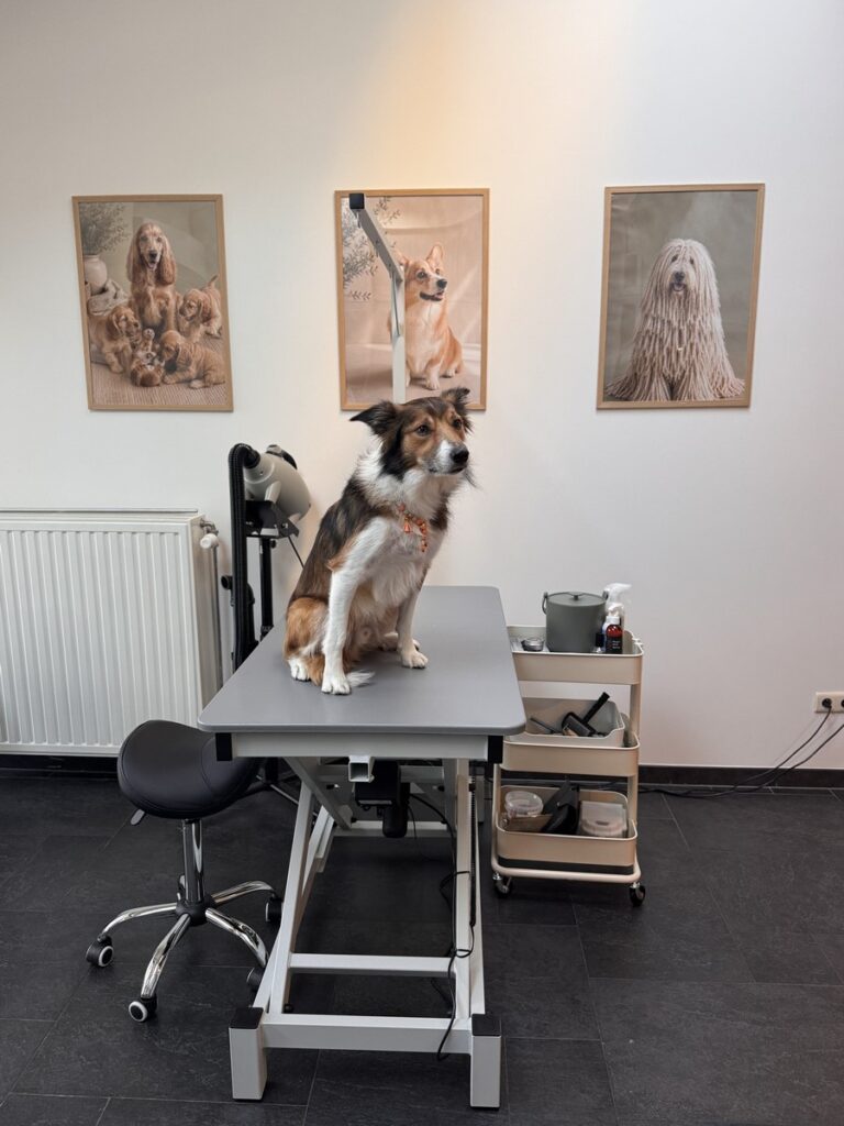 Dog sits on grooming table in a clean grooming room with three dog portraits on the wall behind him/li>
